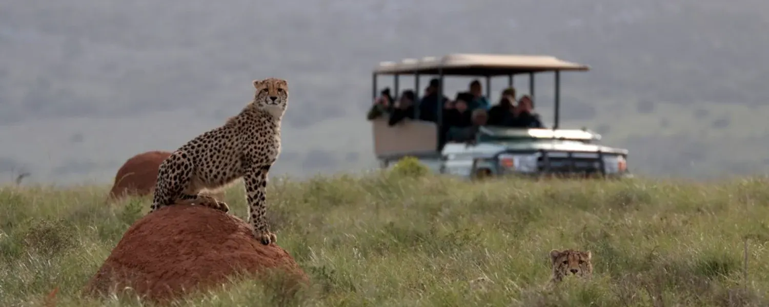 Essence of South Africa-1